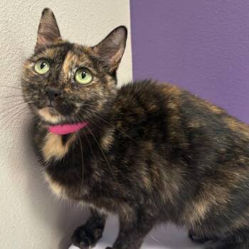 Minka -  Domestic Short Hair Cat for Adoption in Englewood, Florida - Minka | PetCurious