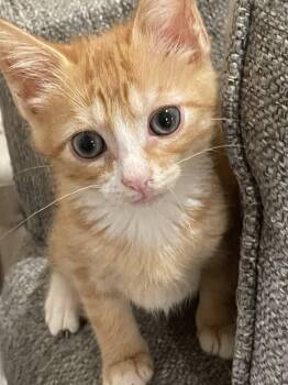 Mason -  Domestic Short Hair Cat for Adoption in Concord, North Carolina - Mason | PetCurious