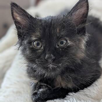 Velma bonded to Daphne -  Domestic Short Hair Cat for Adoption in Portland, Oregon - Velma Bonded To Daphne | PetCurious