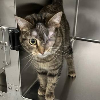 Domestic Short Hair Cats Available for Adoption in Grand Rapids, Michigan - Allie | PetCurious