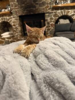 Domestic Short Hair Cats Available for Adoption in Greenwich Township, New Jersey - Chanel | PetCurious