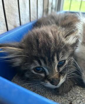 Whisper -  Domestic Long Hair Cat for Adoption in Portland, Indiana - Whisper | PetCurious