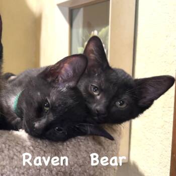 Domestic Short Hair Cats Available for Adoption in Santa Rosa, California - Raven | PetCurious