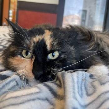 Domestic Medium Hair Cats Available for Adoption - Fluffy | PetCurious