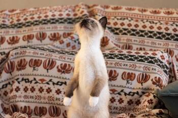 Dolly Parton -  Siamese Cat for Adoption in Broomall, Pennsylvania - Dolly Parton | PetCurious