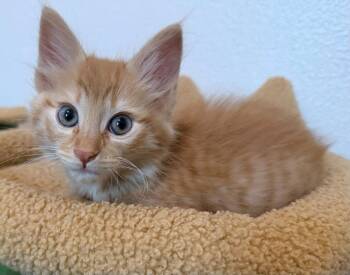 Domestic Long Hair Cats Available for Adoption in St. Helens, Oregon - 26-13 Michelangelo | PetCurious