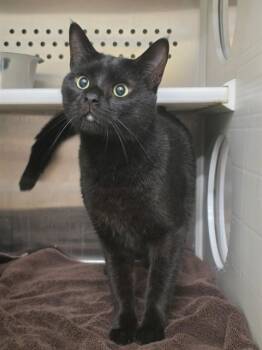 NAPA -  Domestic Short Hair Cat for Adoption in St. Peters, Missouri - NAPA | PetCurious