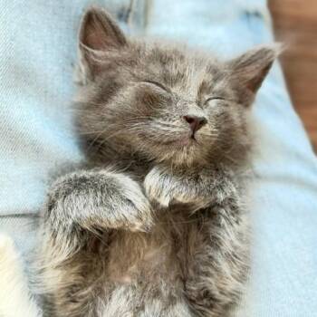 Shilow -  Domestic Medium Hair Cat for Adoption in Naperville, Illinois - Shilow | PetCurious