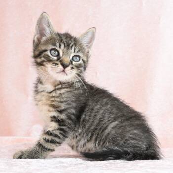 Domestic Medium Hair Cats Available for Adoption in Mobile, Alabama - Alex | PetCurious