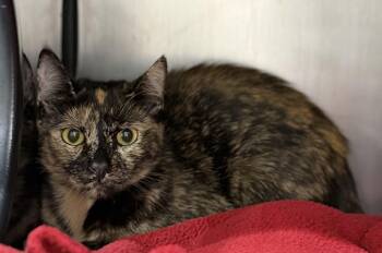 Cooter -  Domestic Short Hair Cat for Adoption in Tom Bean, Texas - Cooter | PetCurious