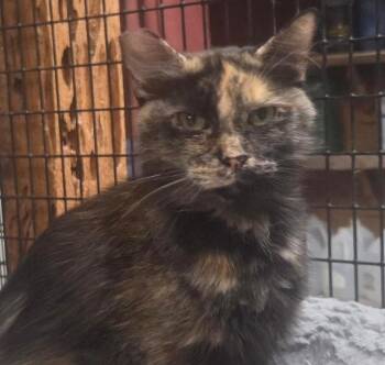 Peaches -  Tortoiseshell and Domestic Short Hair Cat for Adoption in Las Cruces, New Mexico - Peaches | PetCurious