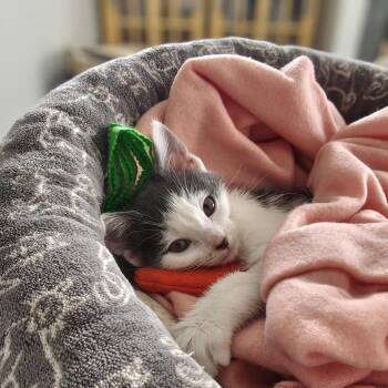 Mopey -  Domestic Short Hair Cat for Adoption in Winston-salem, North Carolina - Mopey | PetCurious
