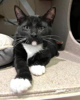 Johnny Knuckles -  Domestic Short Hair Cat for Adoption - Johnny Knuckles | PetCurious