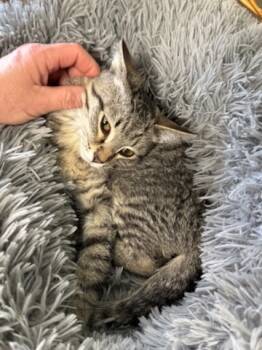 Rescue Domestic Short Hair Cats for Adoption in Batesville, Arkansas - Zen | PetCurious