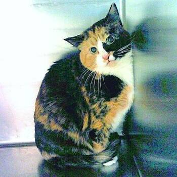 Tortoiseshell Cats Available for Adoption in Millcreek, Utah - Buttons | PetCurious