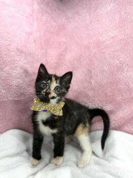 Hope -  Calico Cat Available for Adoption in Tavares, Florida - Hope | PetCurious