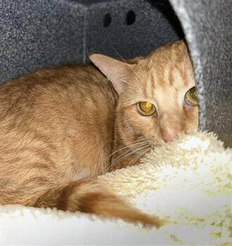 Domestic Short Hair Cats Available for Adoption - Catrick Swazye | PetCurious