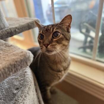 Bozo -  Domestic Short Hair Cat for Adoption in Port Neches, Texas - Bozo | PetCurious