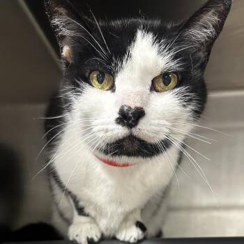 Daphne -  Domestic Short Hair Cat for Adoption in Chicago, Illinois - Daphne | PetCurious
