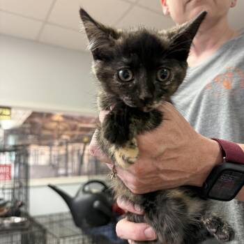 Bowl of Grits -  Tortoiseshell and Domestic Short Hair Cat for Adoption in Columbia, South Carolina - Bowl Of Grits | PetCurious