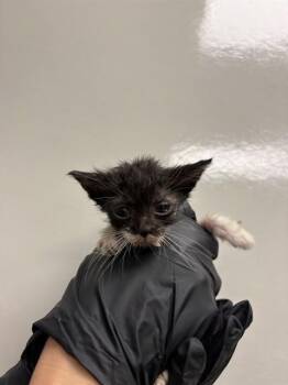DAISY -  Domestic Short Hair Cat for Adoption in Ontario, California - DAISY | PetCurious