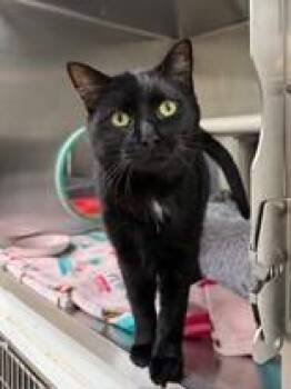 Jasper -  Domestic Short Hair Cat for Adoption in Whitby, Ontario - Jasper | PetCurious