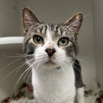 Domestic Short Hair Cats Available for Adoption in Chaska, Minnesota - Albacore | PetCurious