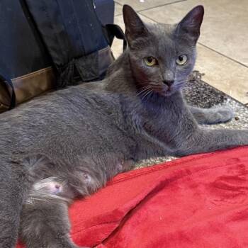 Marjorie -  Domestic Short Hair Cat for Adoption - Marjorie | PetCurious
