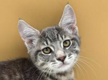 Jake -  Domestic Short Hair Cat for Adoption in Portland, Oregon - Jake | PetCurious