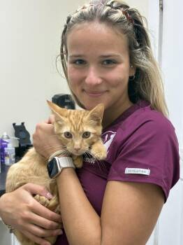 Zepher -  Domestic Short Hair Cat for Adoption in Richmond, Virginia - Zepher | PetCurious