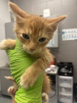 ORANGEY -  Domestic Short Hair Cat for Adoption in Indianapolis, Indiana - ORANGEY | PetCurious