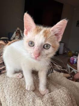 Chippy -  Domestic Short Hair Cat for Adoption in Barbourville, Kentucky - Chippy | PetCurious