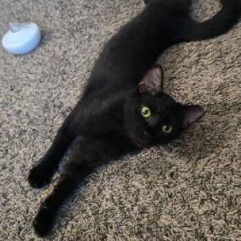 Nickel -  Domestic Short Hair Cat for Adoption in Murfreesboro, Tennessee - Nickel | PetCurious