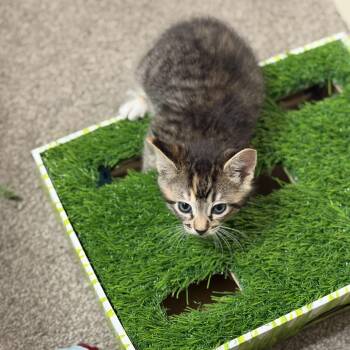 Jack -  Domestic Short Hair Cat for Adoption in Villa Park, California - Jack | PetCurious