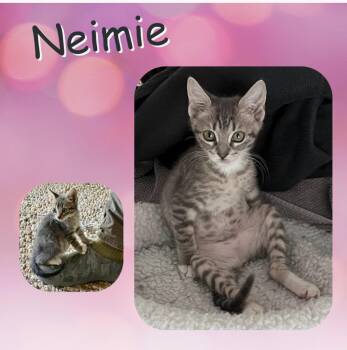 Domestic Short Hair Cats Available for Adoption - Neimie | PetCurious