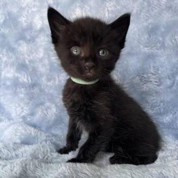 SPIKE -  Domestic Short Hair Cat for Adoption in Camarillo, California - SPIKE | PetCurious