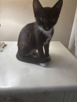 Giselle -  Tuxedo Cat for Adoption in Lawrenceville, Georgia - Giselle | PetCurious