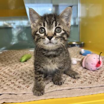 Domestic Short Hair Cats Available for Adoption in Abilene, Texas - Harry | PetCurious