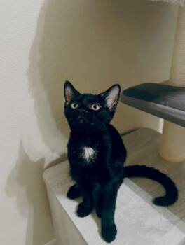 Rescue Bombay Cats for Adoption in Fresno, California - Barq
