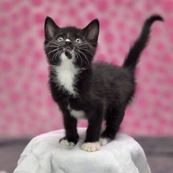 McKenzie-C -  Domestic Short Hair Cat for Adoption in East St. Louis, Illinois - McKenzie-C | PetCurious