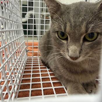 Fractious Rosemary -  Domestic Short Hair Cat for Adoption in Columbiana, Alabama - Fractious Rosemary | PetCurious