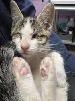 61565721 -  Domestic Short Hair Cat for Adoption in El Paso, Texas - 61565721 | PetCurious