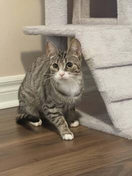 Tabby Cats Available for Adoption - Daisy | PetCurious