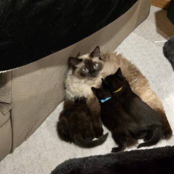 Siamese and Domestic Medium Hair Cats Available for Adoption - Chardonnay C10906 | PetCurious
