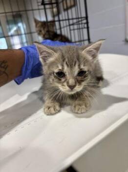 Cove -  Domestic Short Hair Cat for Adoption in Cincinnati, Ohio - Cove | PetCurious