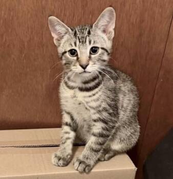 Myles -  Tabby and Domestic Short Hair Cat for Adoption in Vaughan, Ontario - Myles | PetCurious