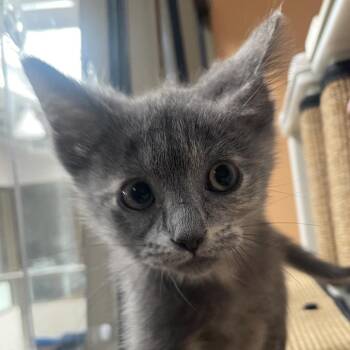 Puff -  Domestic Short Hair Cat for Adoption in Chicago, Illinois - Puff | PetCurious