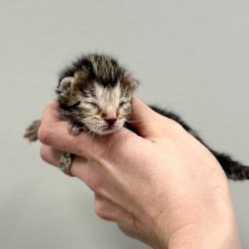 Domestic Short Hair Cats Available for Adoption - BB 4 | PetCurious