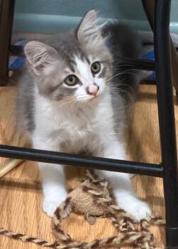 Lady Lucy -  Russian Blue and Tabby Cat for Adoption in Tustin, California - Lady Lucy | PetCurious