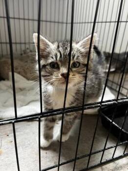 Domestic Short Hair Cats Available for Adoption in Hobart, Indiana - Louis Vuitton | PetCurious